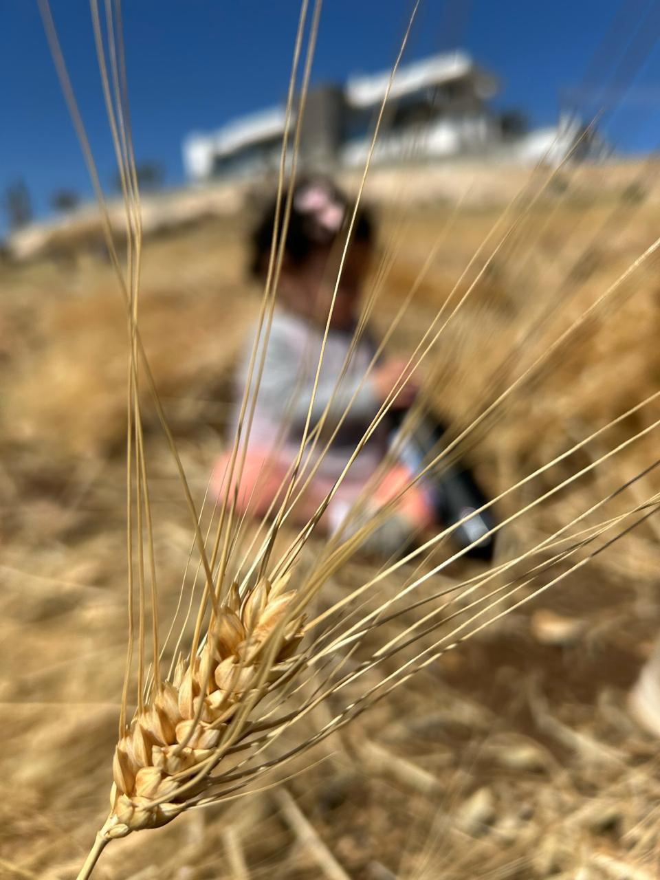 Wheat stalk close-up with child in field